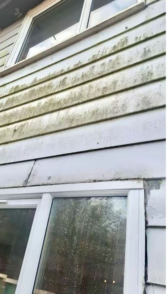 Weatherboard exterior with heavy green algae growth before cleaning